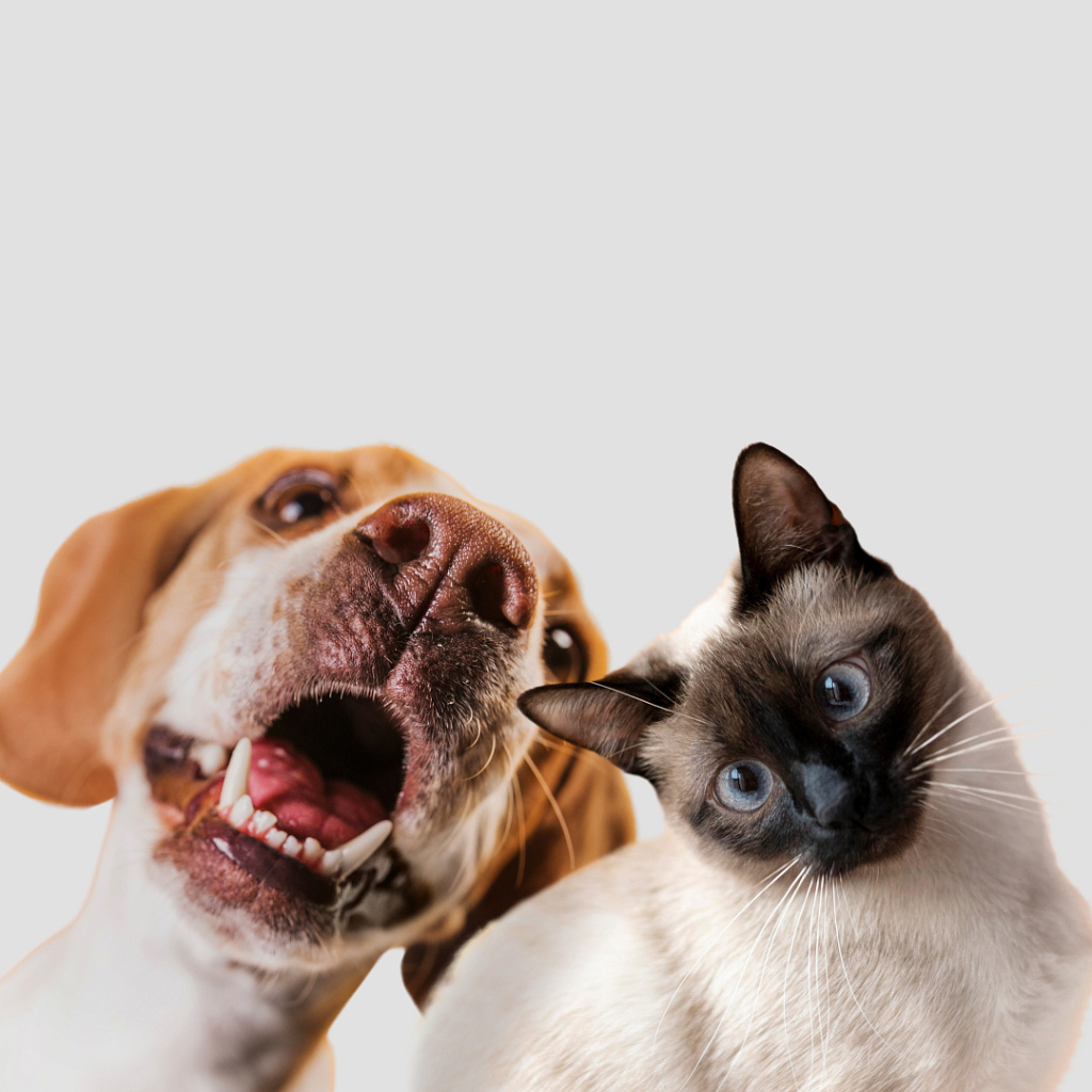 Кошка и собака.jpg